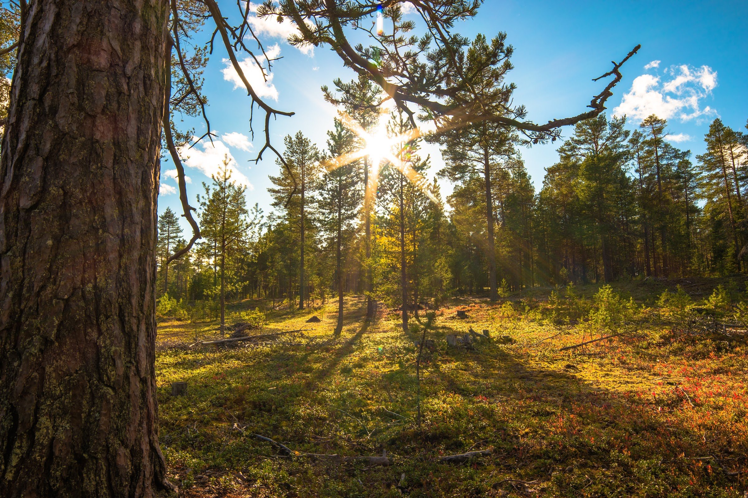 Seskarö Havsbad & Camping